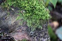 Sciuro-hypnum reflexum