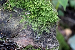 Sciuro-hypnum reflexum