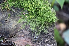 Sciuro-hypnum reflexum