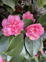 Camellia