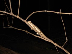 Uranoscodon superciliosus