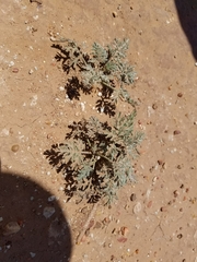 Ambrosia confertiflora