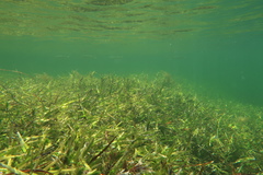 Amphibolis griffithii