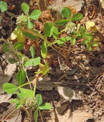 Trifolium glomeratum
