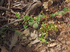Trifolium sylvaticum