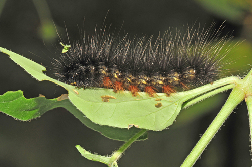 Estigmene albida photo 2