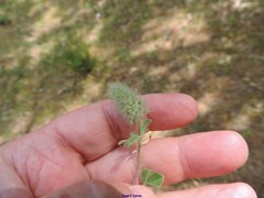 Trifolium sylvaticum