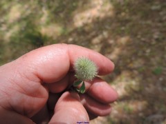 Trifolium sylvaticum