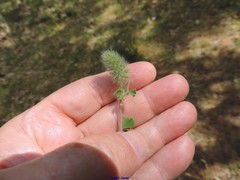 Trifolium sylvaticum