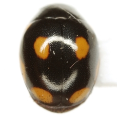 Hyperaspis bensonica