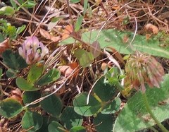 Trifolium occidentale