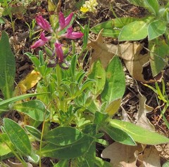 Lupinus hispanicus