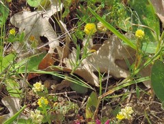 Trifolium campestre