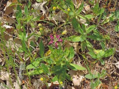 Lupinus hispanicus