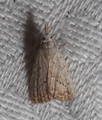 Meganola brunellus