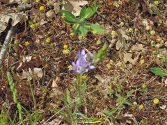 Campanula rapunculus
