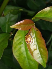 Chinavia impicticornis