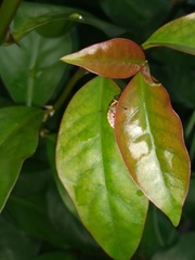 Chinavia impicticornis