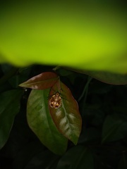 Chinavia impicticornis