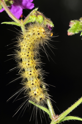 Estigmene albida photo 4