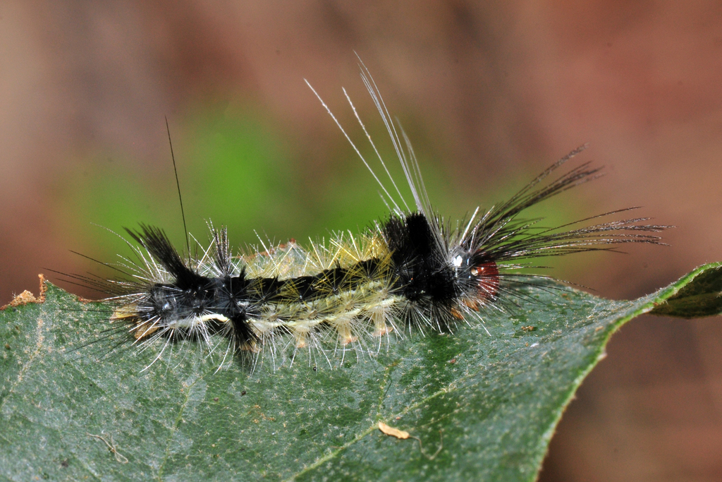 Arizona Tussock Moth