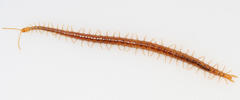 Strigamia branneri