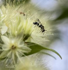 Hylaeus primulipictus