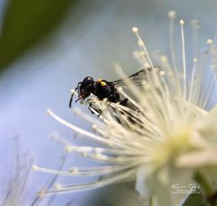 Hylaeus primulipictus