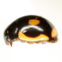 Hyperaspis bensonica