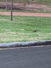 Guira guira