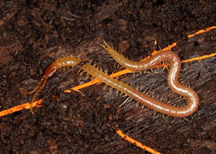 Geophilus flavus