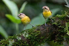 Common Bush-Tanager photo 5