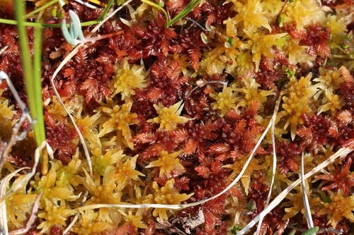 Image of Sphagnum balticum by (c) Maurice Raymond, some rights reserved (CC BY)