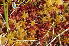 Sphagnum balticum
