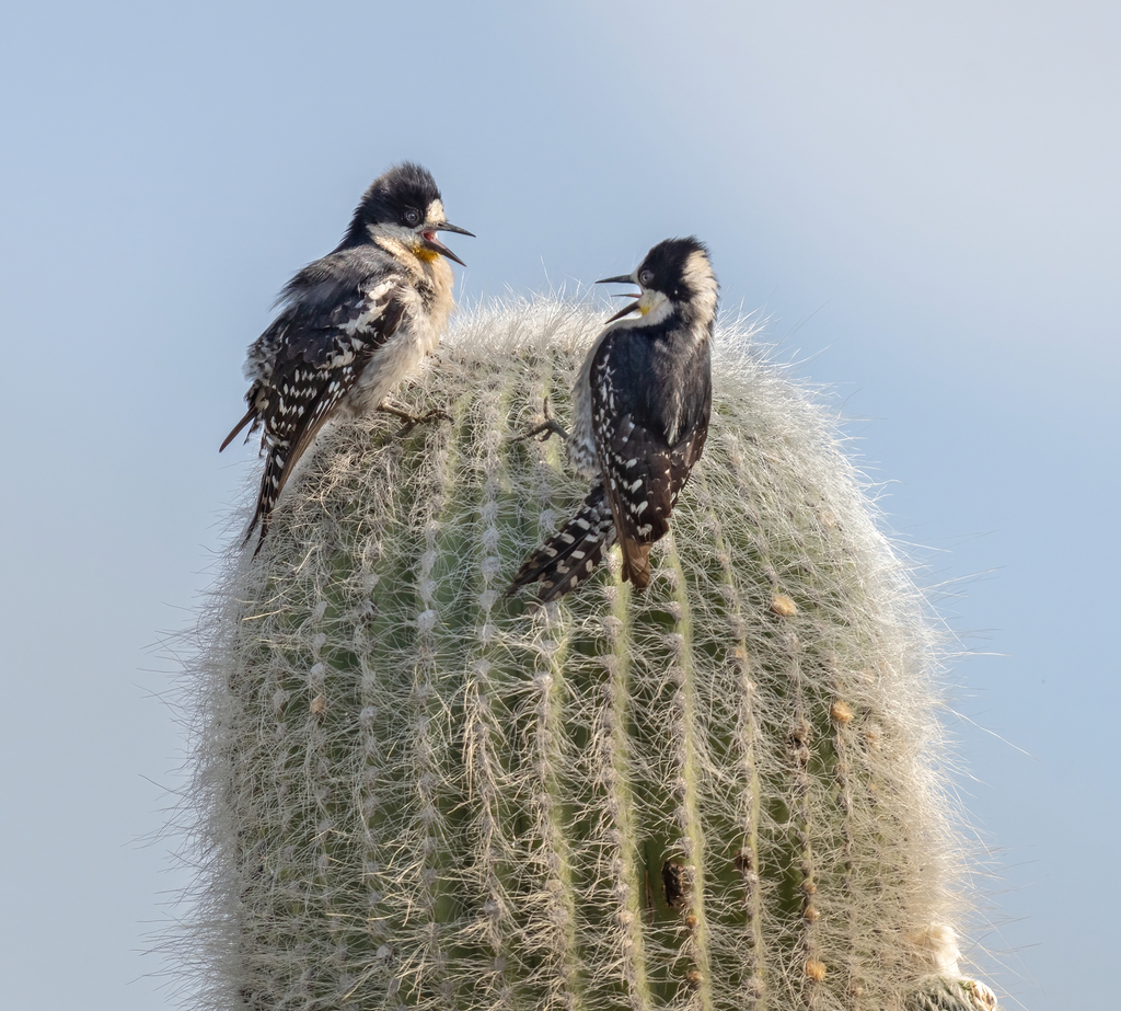 White-fronted Woodpecker (Melanerpes cactorum) photo