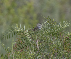 Anairetes flavirostris