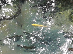 Oncorhynchus mykiss