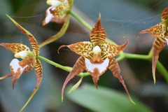 Rhynchostele cordata