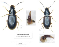 Stenolophus mixtus