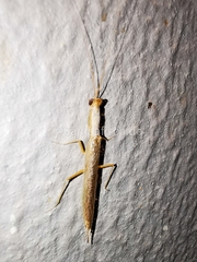 Galepsus
