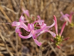 Anisacanthus puberulus