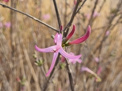 Anisacanthus puberulus