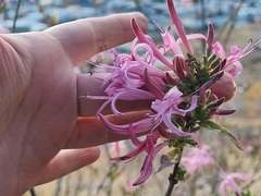 Anisacanthus puberulus