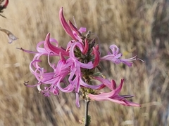 Anisacanthus puberulus