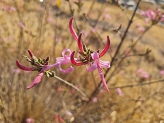 Anisacanthus puberulus