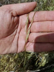 Nassella leucotricha