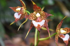 Rhynchostele cordata