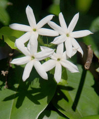 Jasminum elongatum