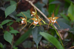 Rhynchostele cordata