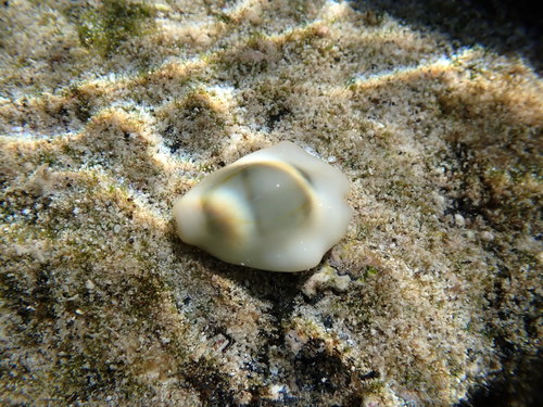 Cypraea moneta observed 2022-01-28